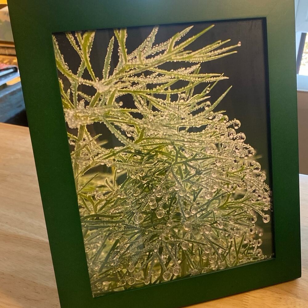 Original 8”x10” framed photo of dew on fennel